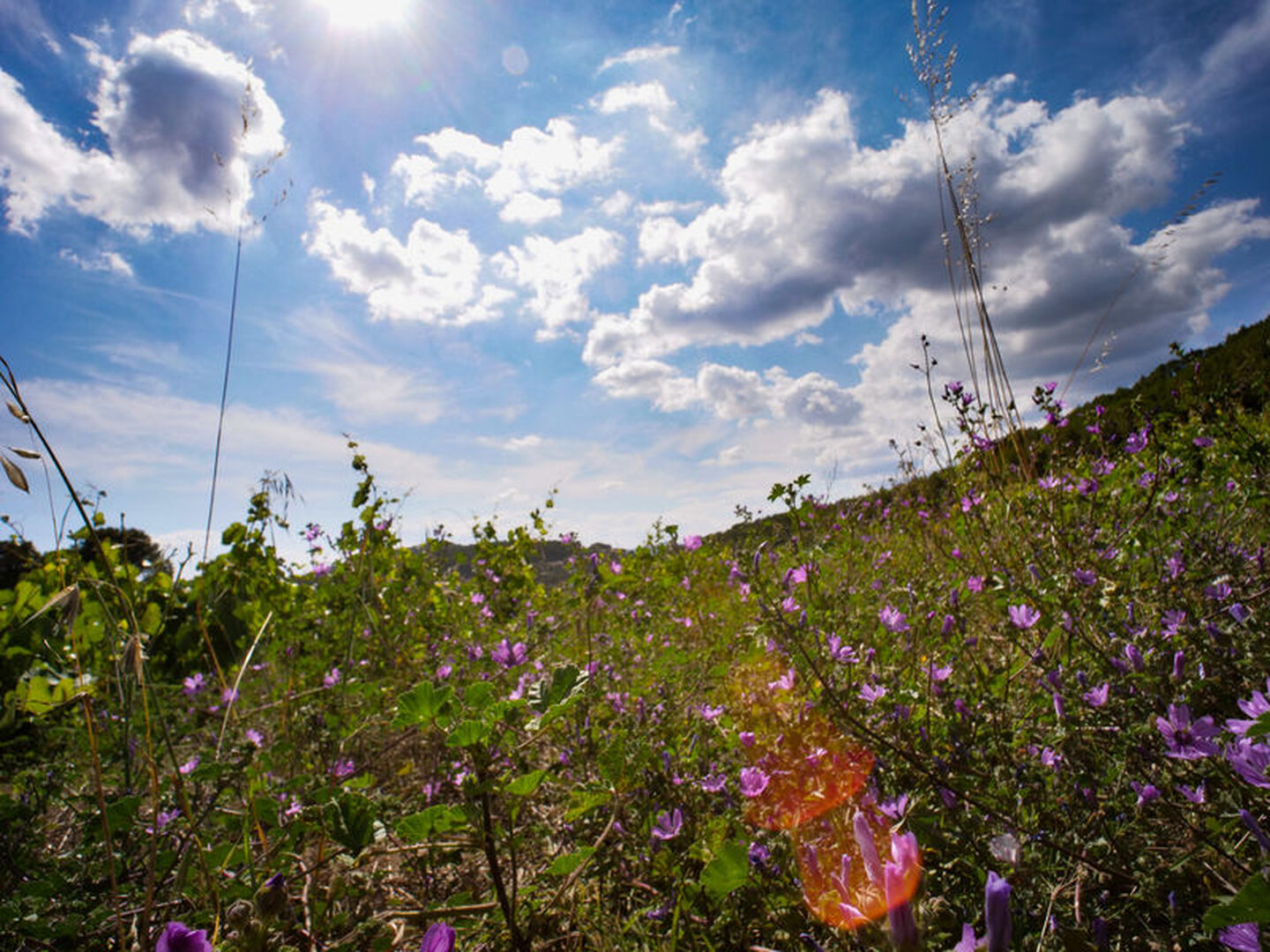 Kommentierter Naturspaziergang im Landgut Nartette