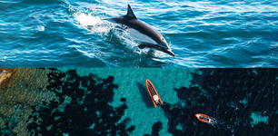 Sea Adventure