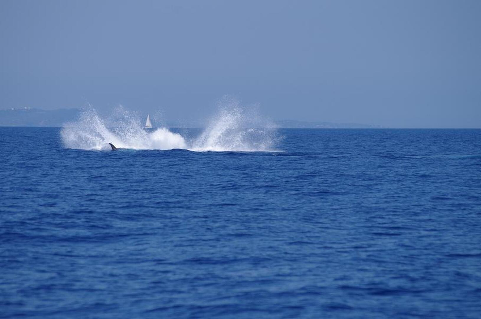 Sea Adventure