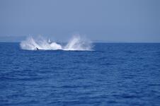 Sea Adventure