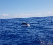 Sea Adventure