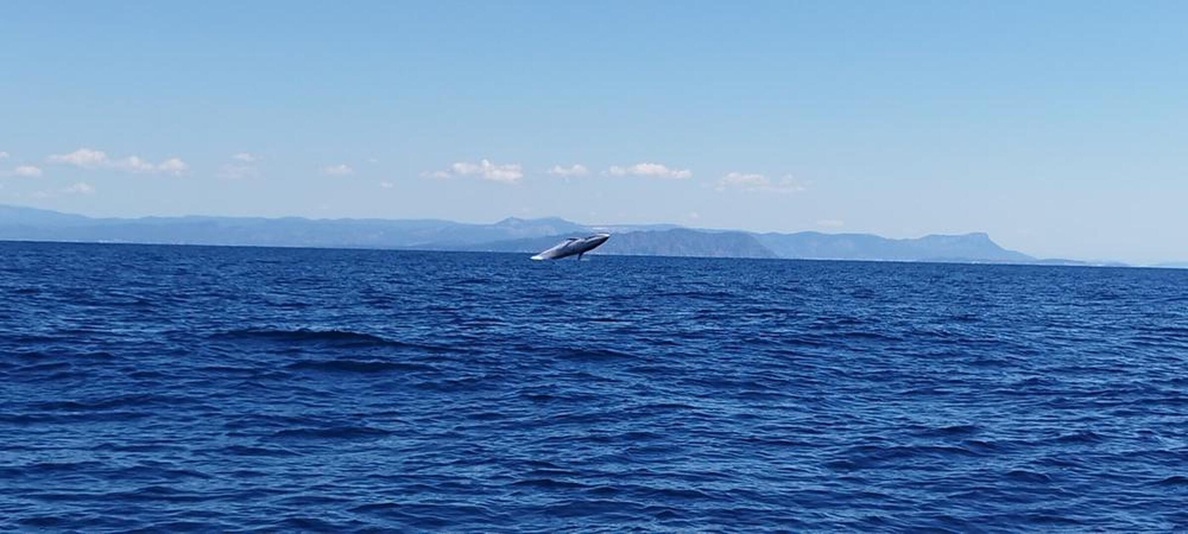 Sea Adventure
