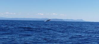 Sea Adventure