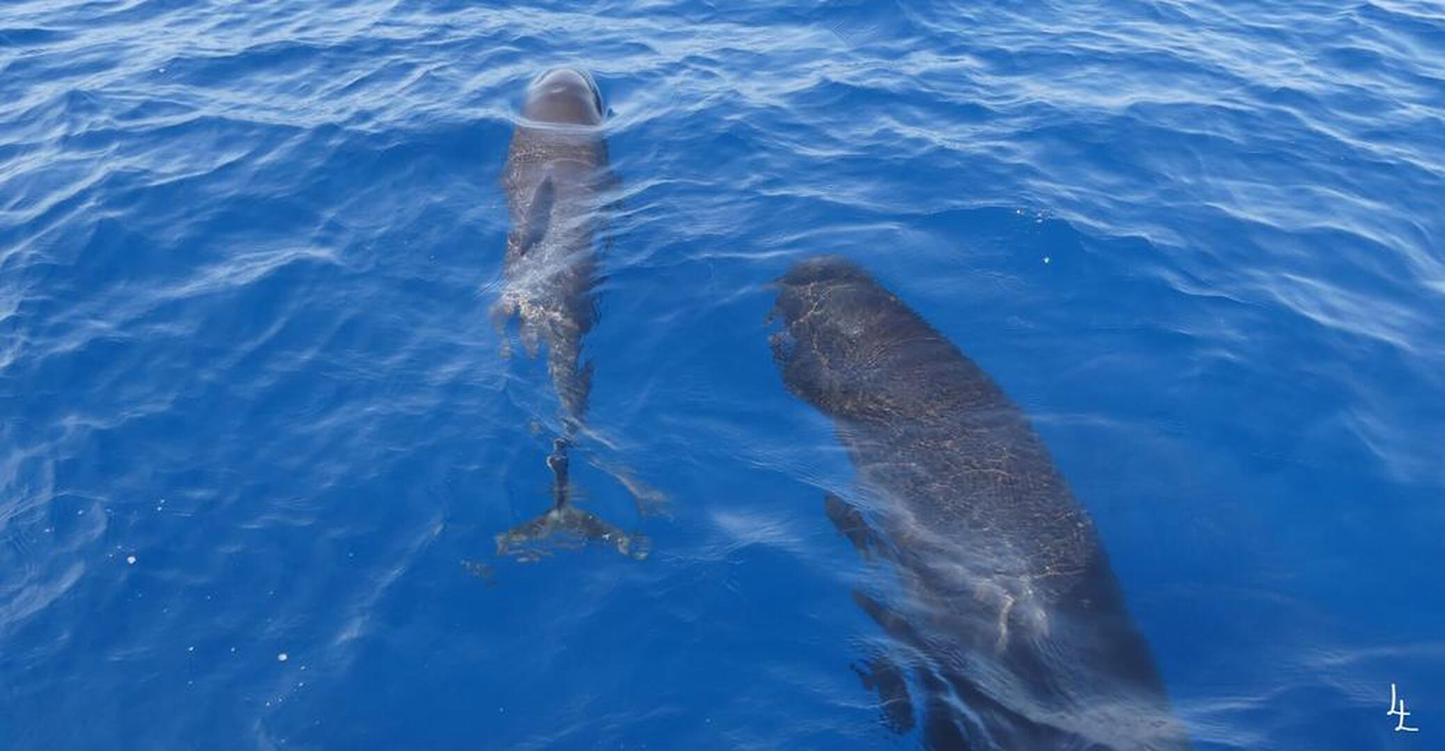 Sea Adventure