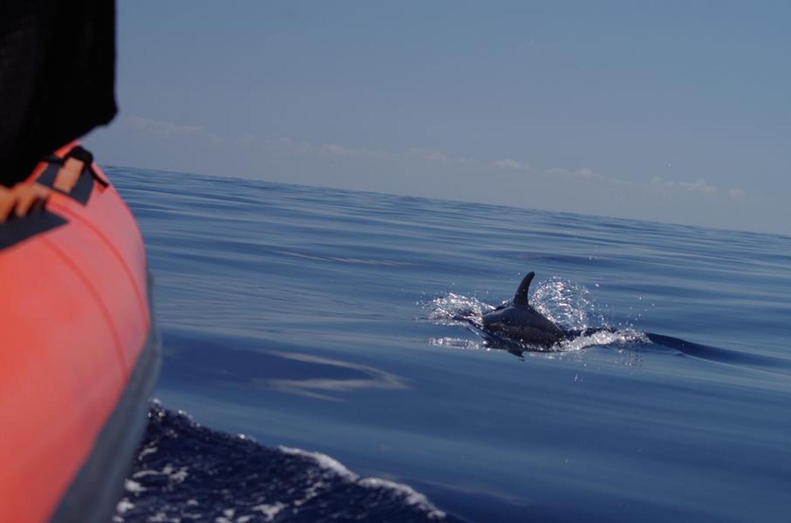 Sea Adventure